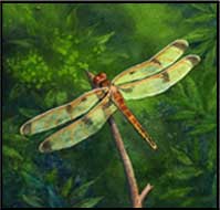 basking dragonfly