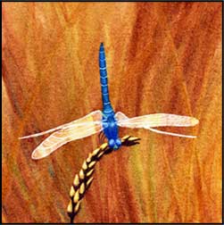 obelisk dragonfly